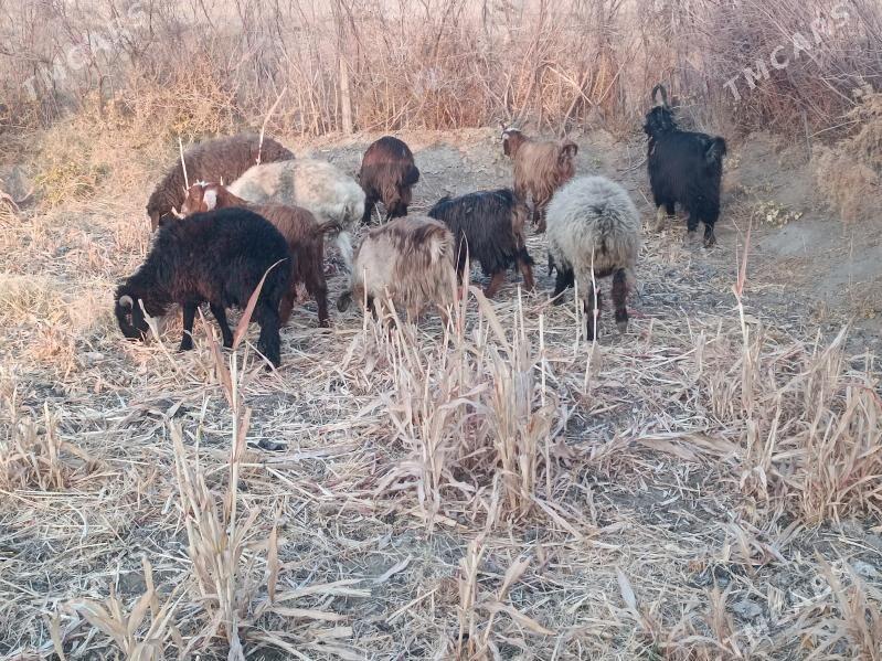 koç we serke owlaklar - Farap - img 4