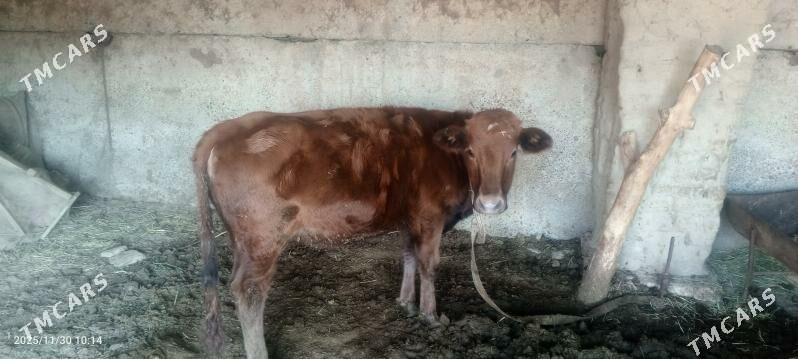 gulajyn - Векильбазар - img 2