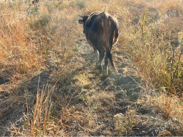 sygyr bogaz - Bagyr - img 2