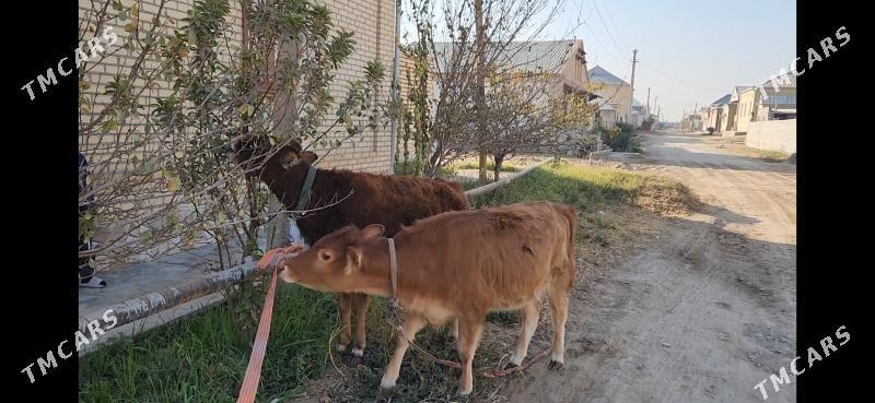 Gulojynlar - Мары - img 2