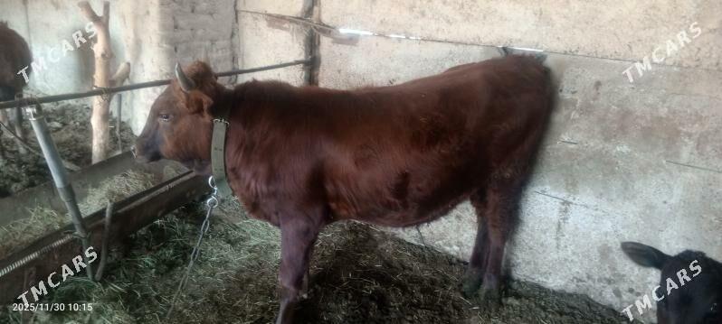 ökuz - Векильбазар - img 1