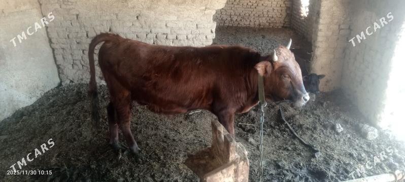 ökuz - Wekilbazar - img 3