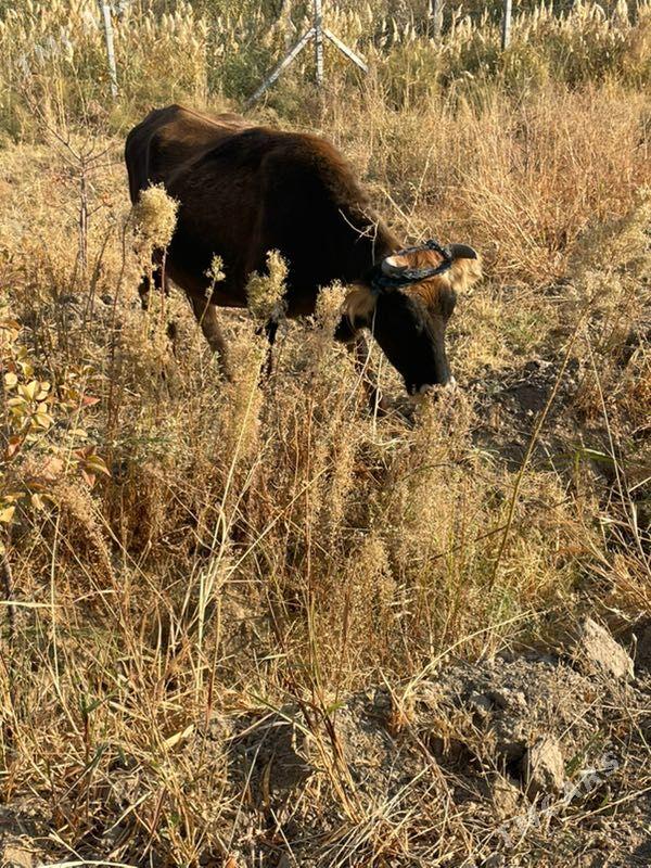 sygyr bogaz - Bagyr - img 3