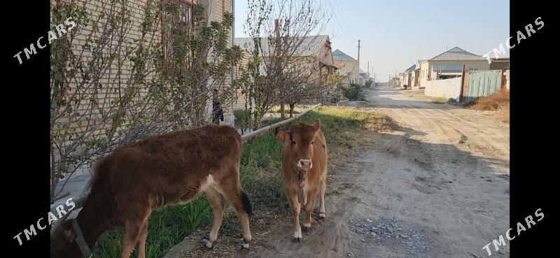 Gulojynlar - Мары - img 3