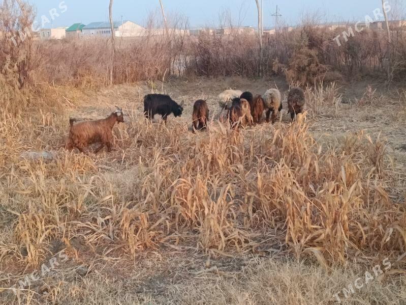 koç we serke owlaklar - Farap - img 6