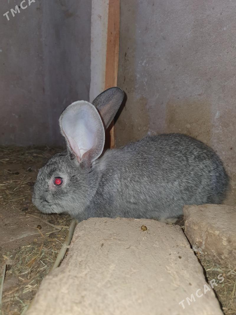 Flandr towşanlar. - Mary - img 4