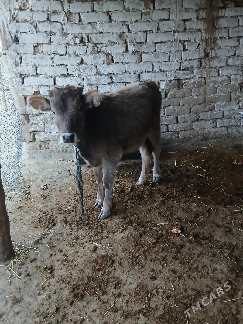 tuweler - Magtymguly - img 2