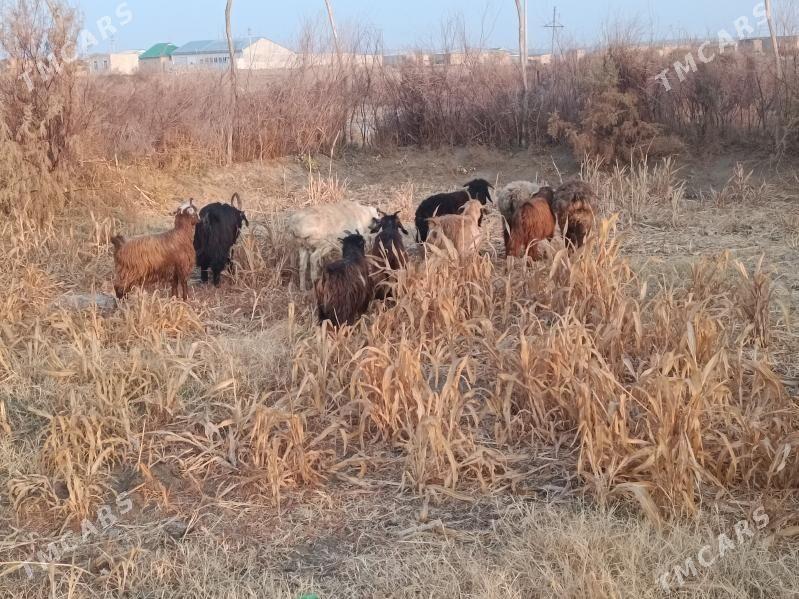 koç we serke owlaklar - Farap - img 7