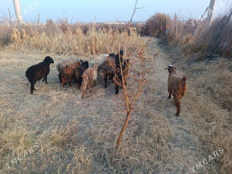 koç we serke owlaklar - Farap - img 8