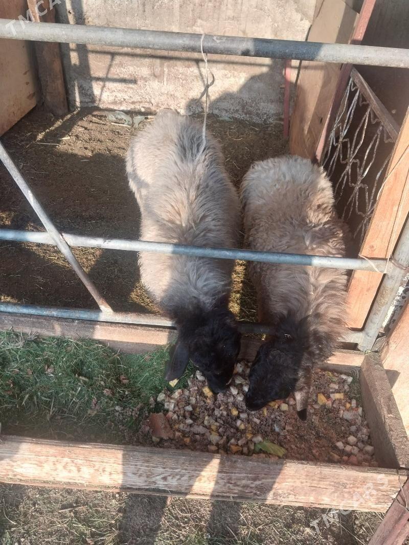 goyun tokly - Багир - img 2