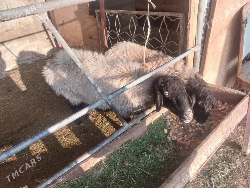 goyun tokly - Багир - img 3