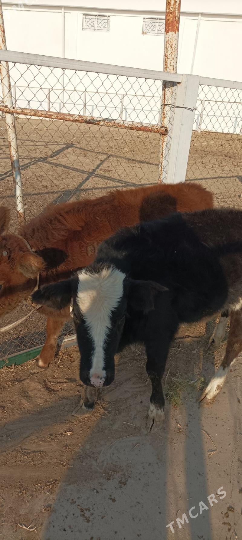 Gacar semiz - Балканабат - img 2