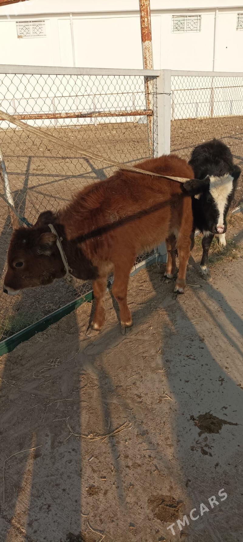 Gacar semiz - Балканабат - img 3