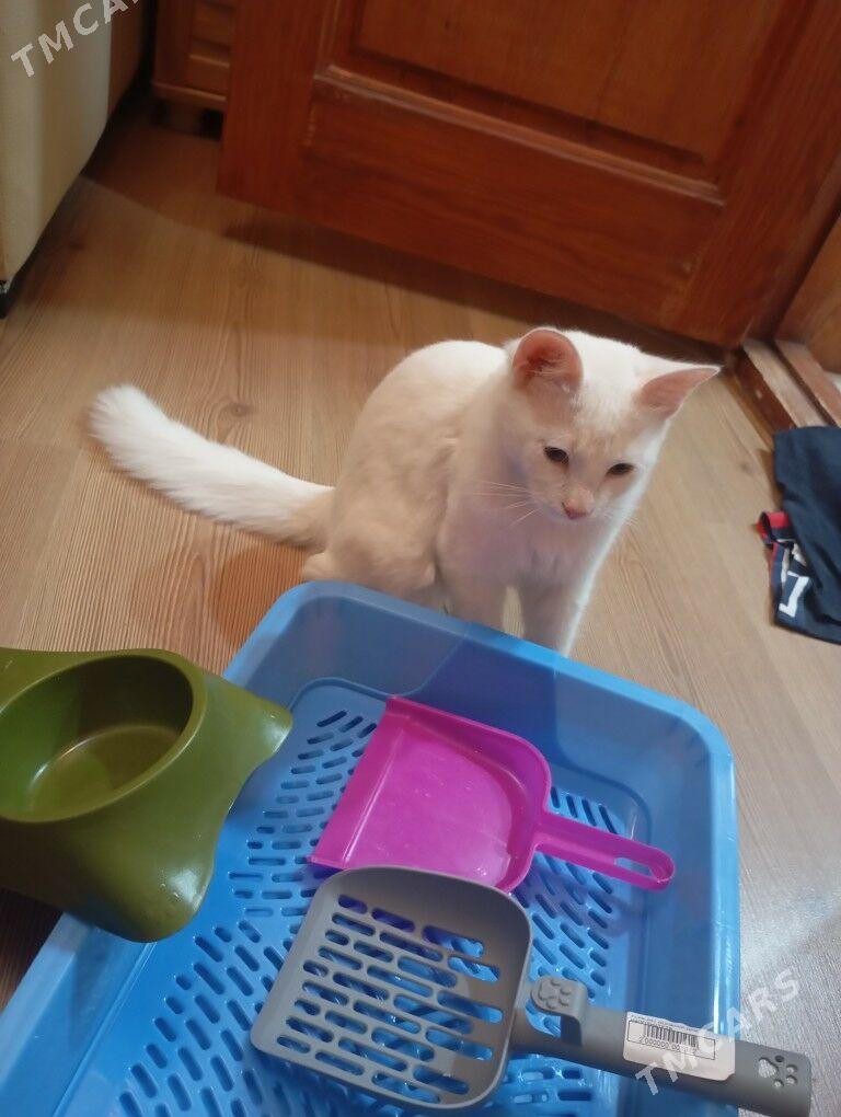 котик в добрые ручки - Aşgabat - img 3