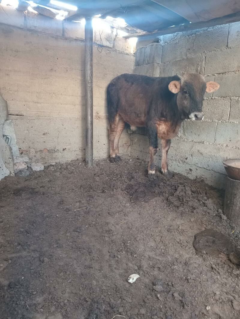 ökiz - Балканабат - img 2