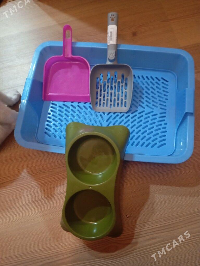 котик в добрые ручки - Aşgabat - img 4