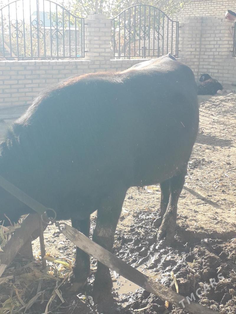 bakylan okuz - Туркменгала - img 2