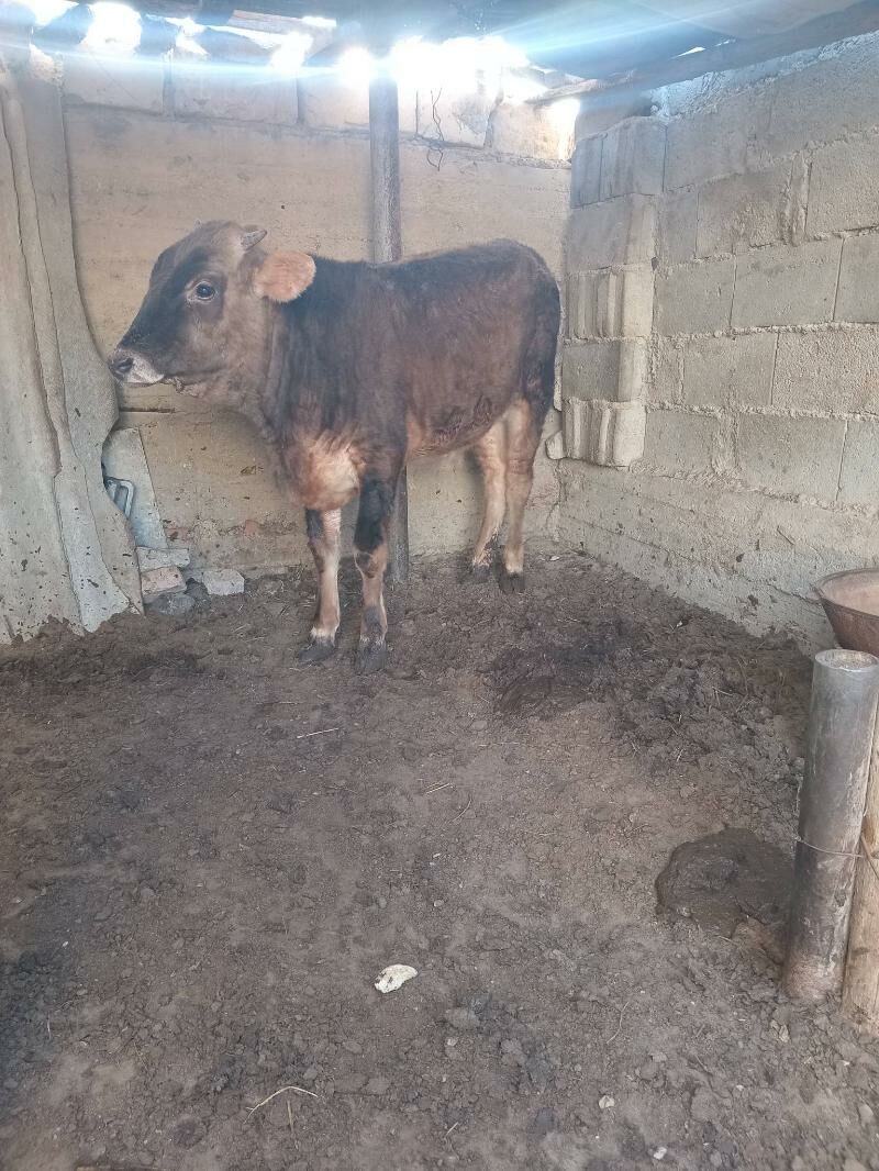 ökiz - Балканабат - img 3