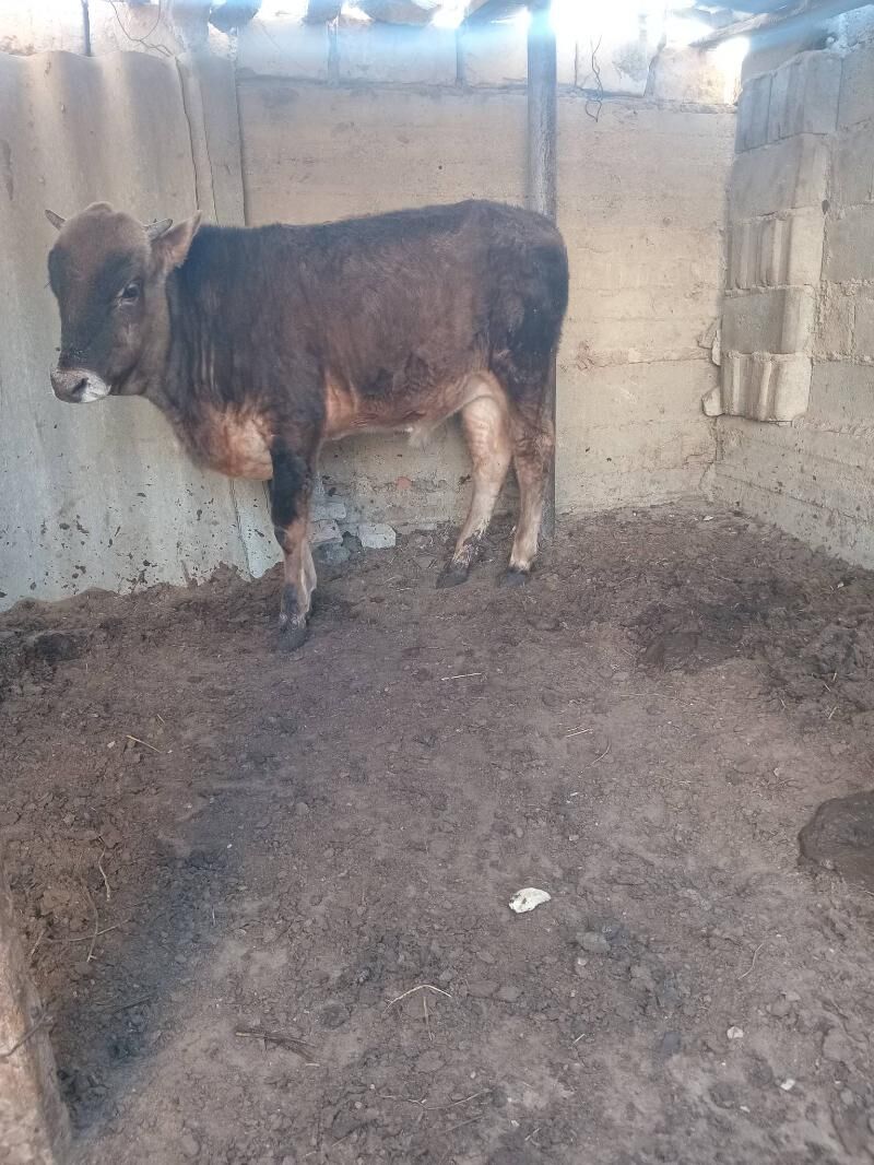 ökiz - Балканабат - img 4