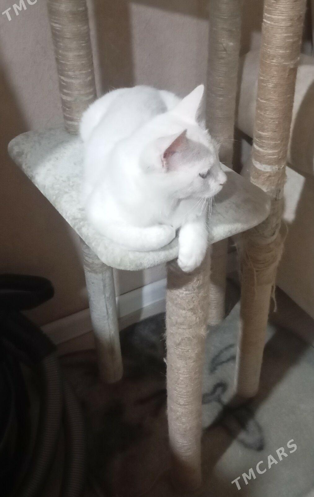 котик в добрые ручки - Aşgabat - img 2