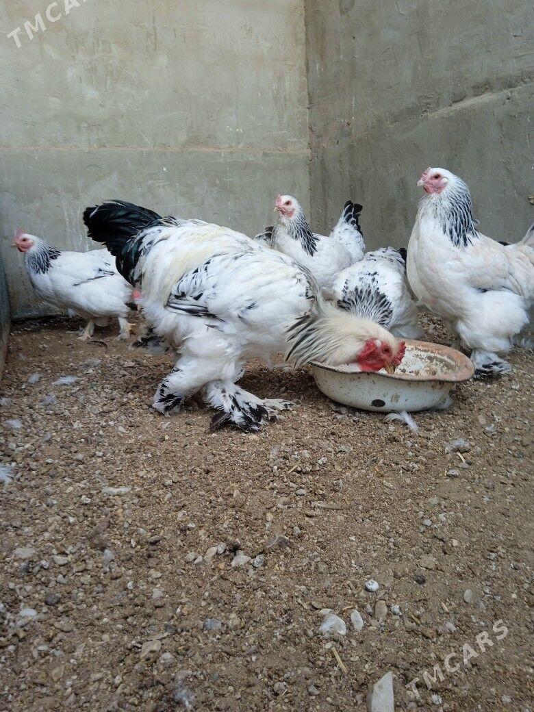 towuk - Balkanabat - img 2