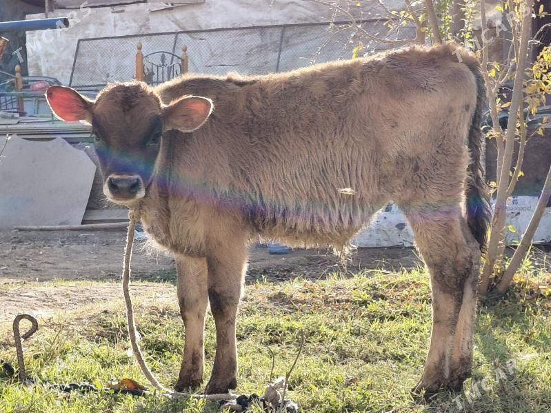 okuz - Багир - img 3