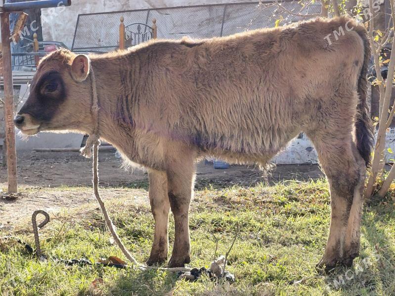 okuz - Багир - img 2