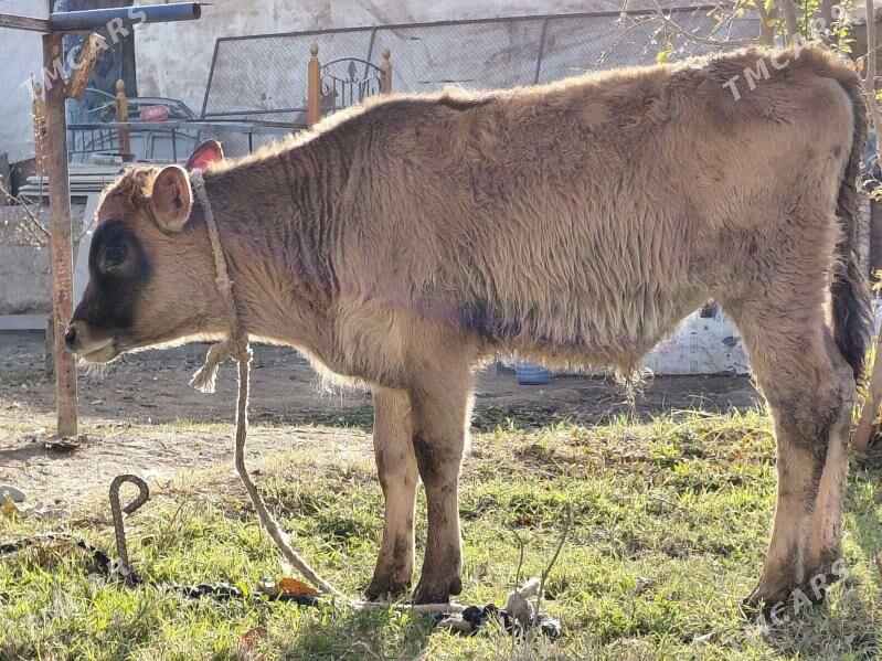 okuz - Багир - img 1