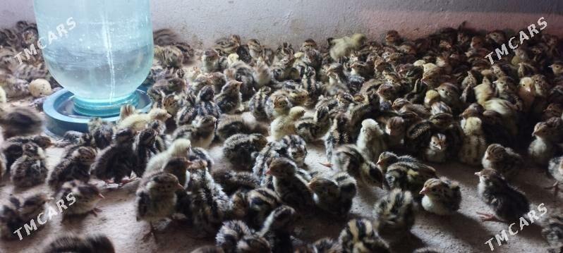 Bedene jujesi - Türkmenabat - img 2