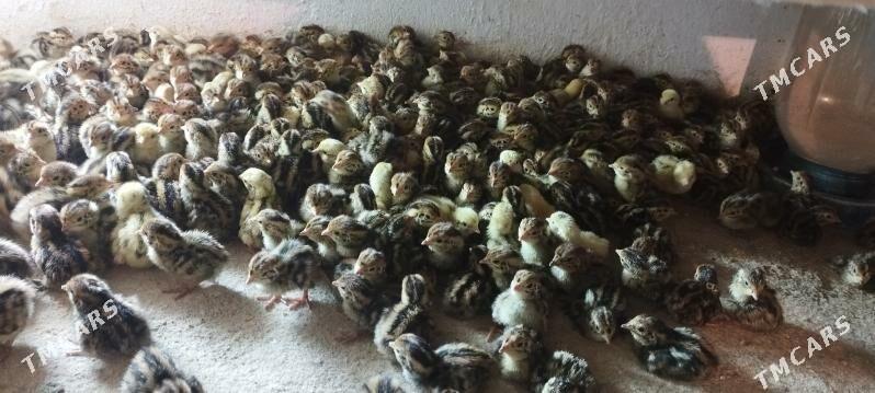 Bedene jujesi - Türkmenabat - img 3