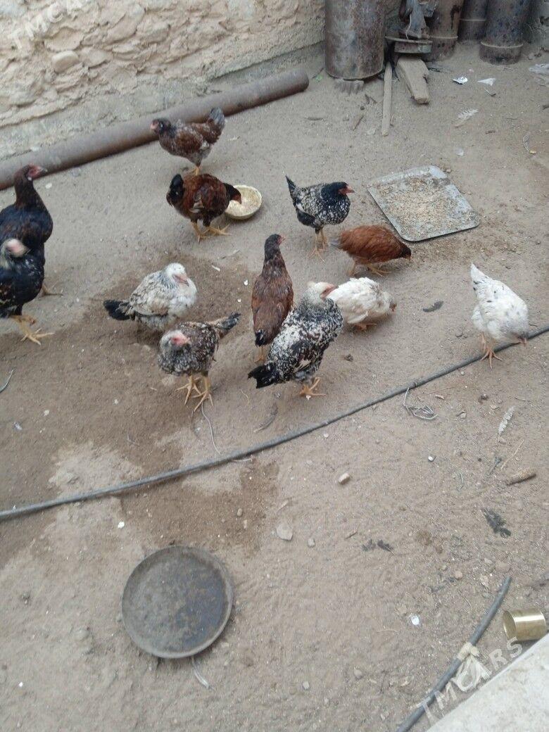 tawuk - Balkanabat - img 5