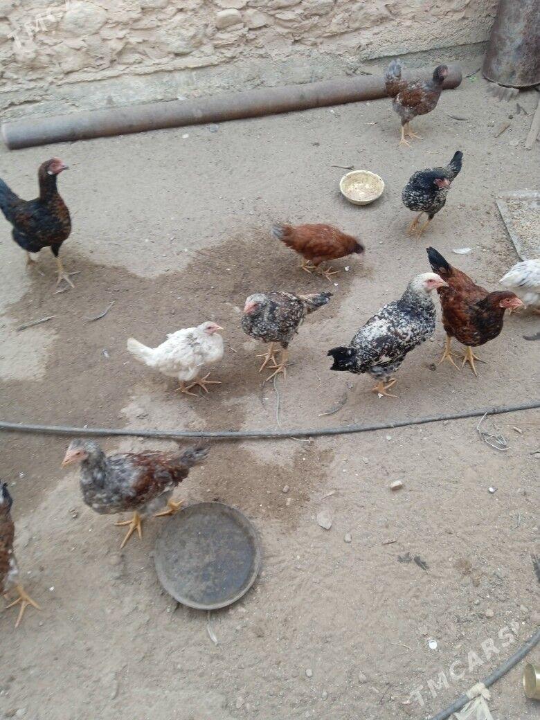 tawuk - Balkanabat - img 4