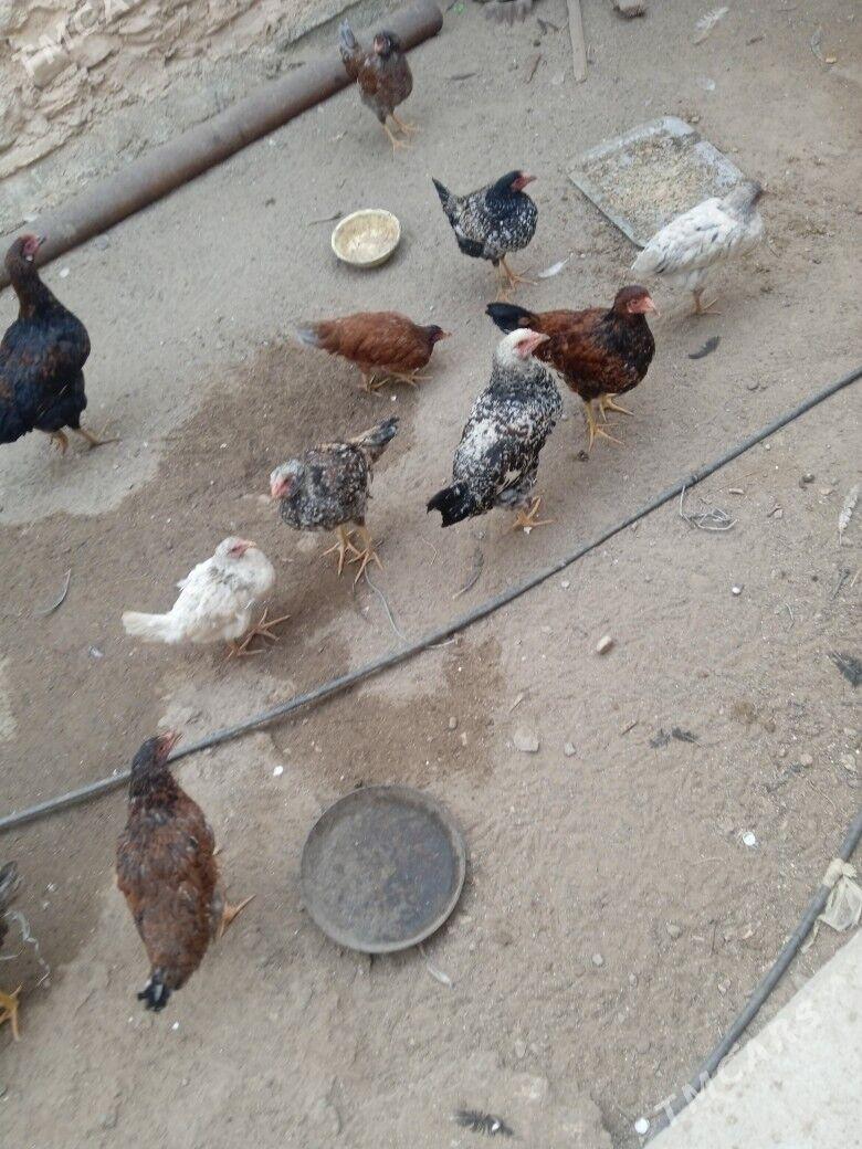 tawuk - Balkanabat - img 2