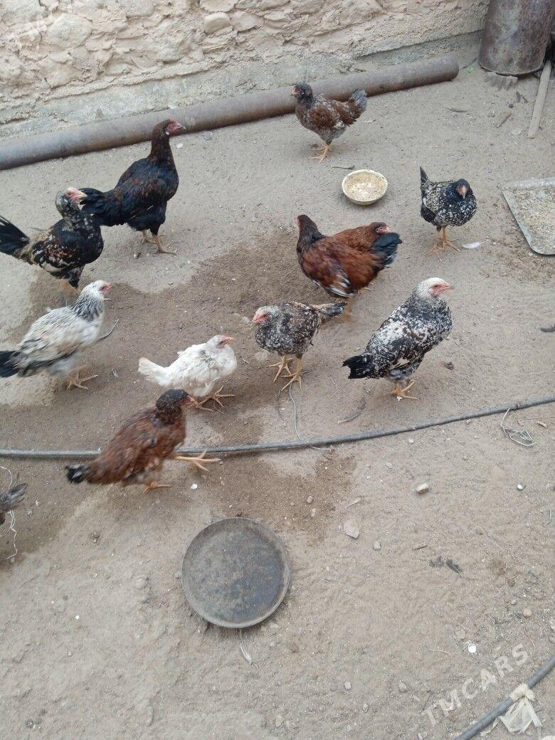 tawuk - Balkanabat - img 3