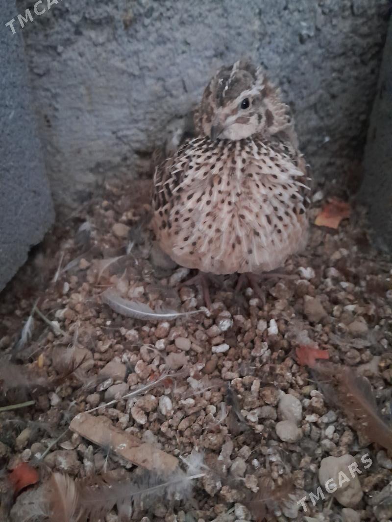 Bedene - Гёкдепе - img 2