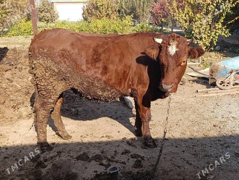 sygyr - Багир - img 4