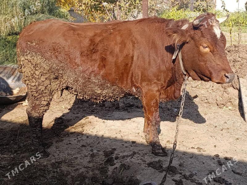 sygyr - Багир - img 8