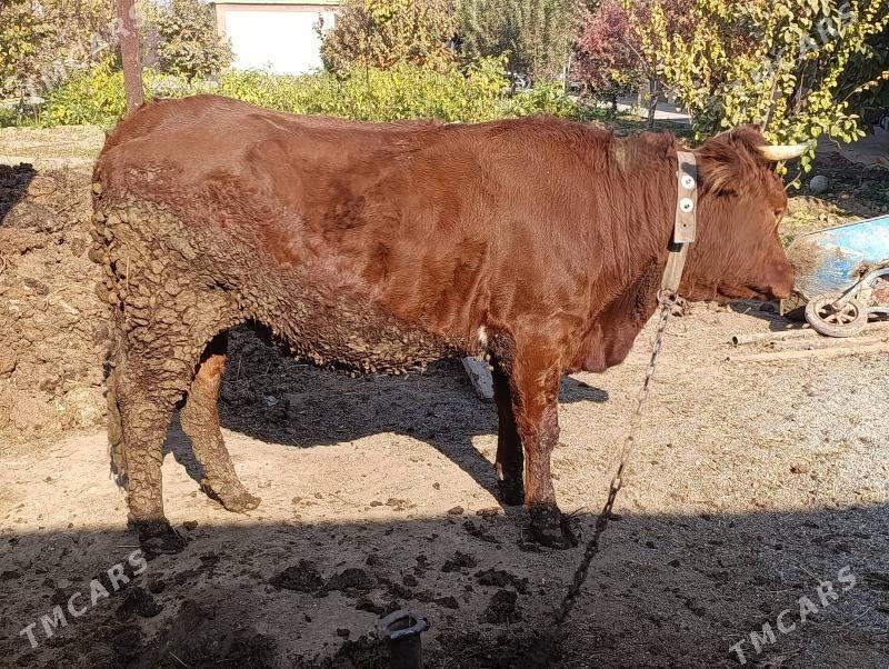 sygyr - Багир - img 11