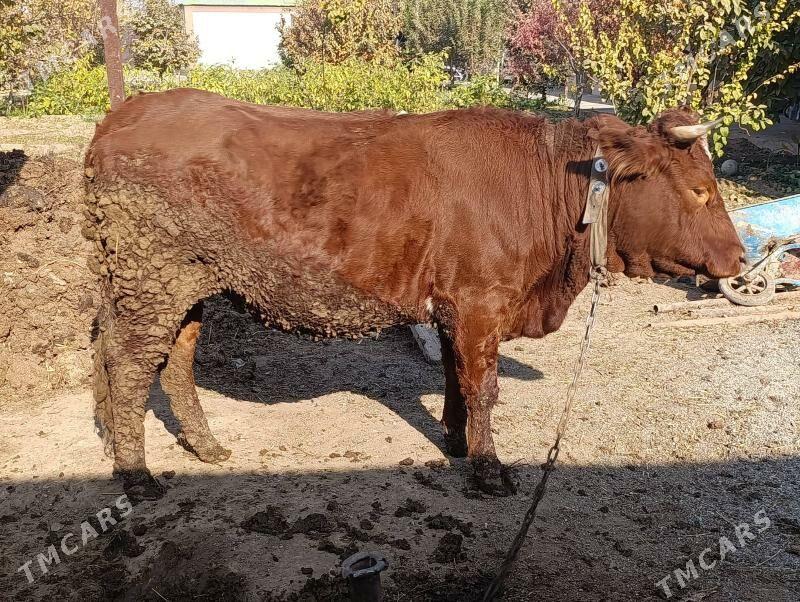 sygyr - Багир - img 10