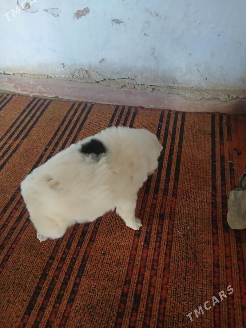 turkmen it - Теджен - img 1