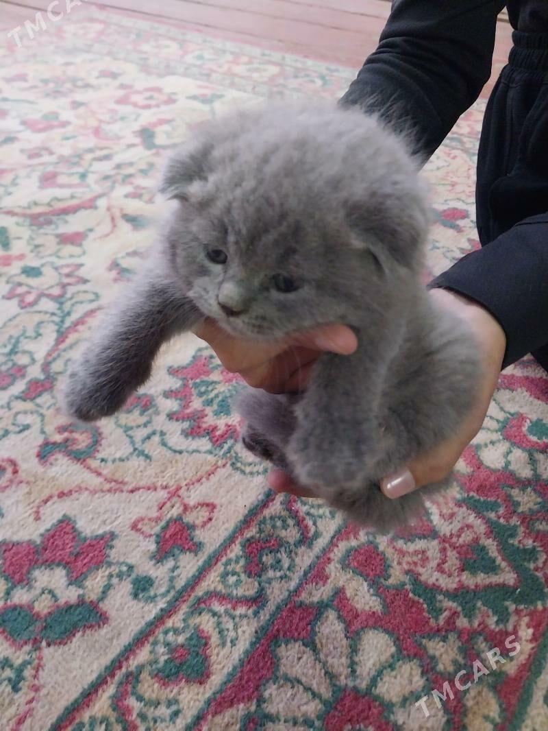 чистокровные шотландские котят - Türkmenabat - img 2