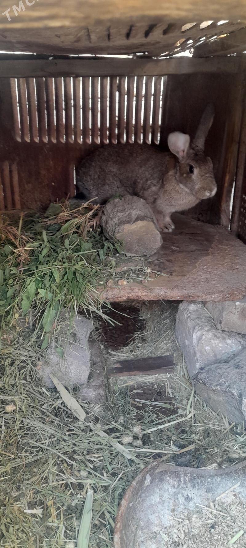 Towşan - Bereket - img 3