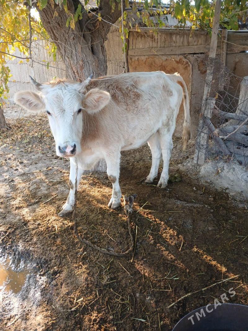 tuwe - Бахарден - img 2
