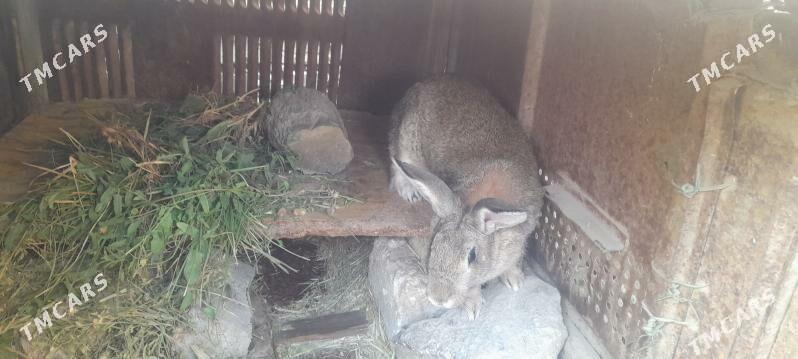 Towşan - Bereket - img 2