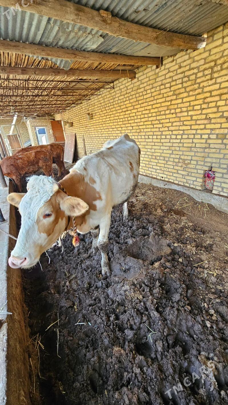 Semental sygyr - Çärjew - img 5