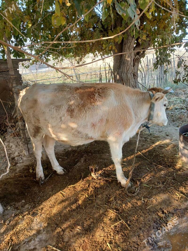 tuwe - Бахарден - img 3