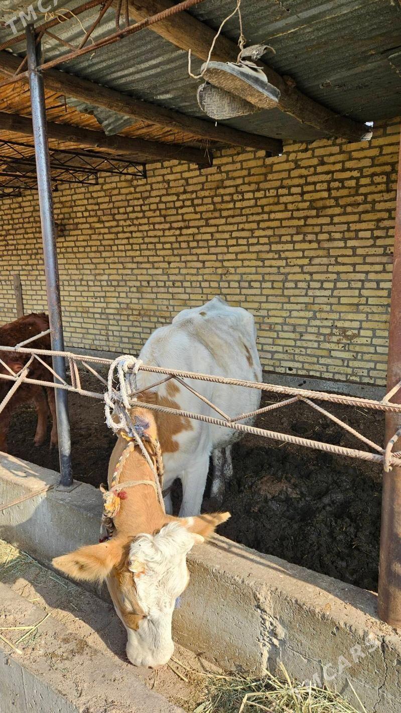 Semental sygyr - Çärjew - img 6