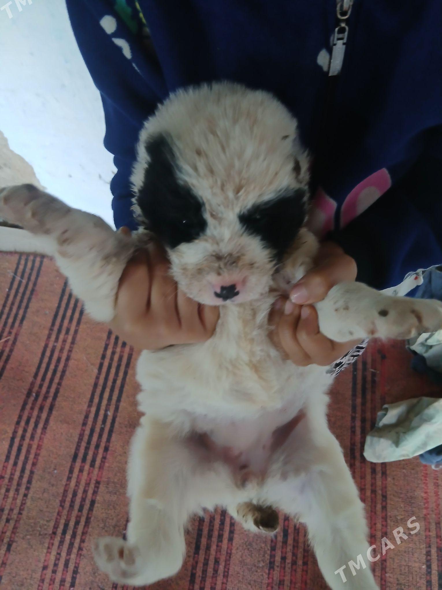 turkmen it - Теджен - img 2