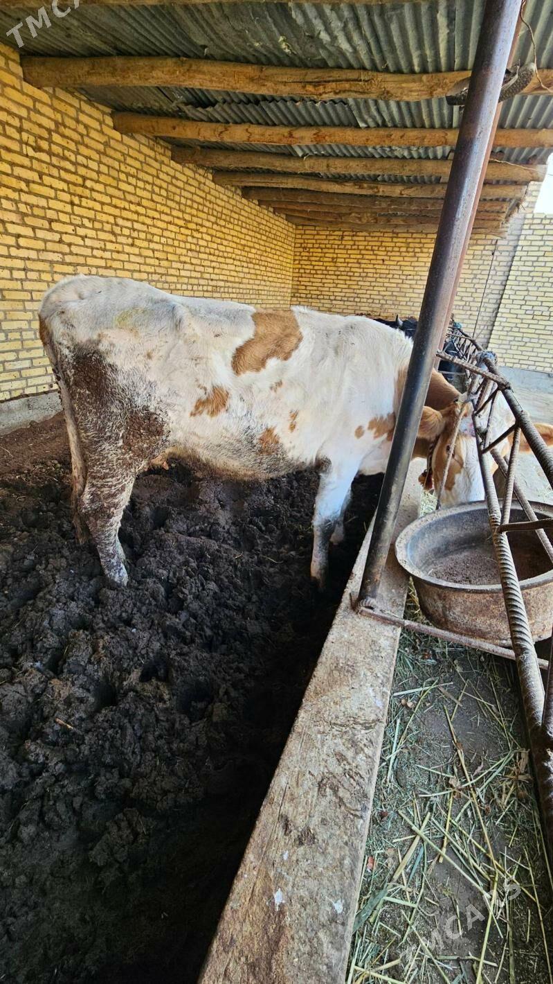 Semental sygyr - Çärjew - img 3