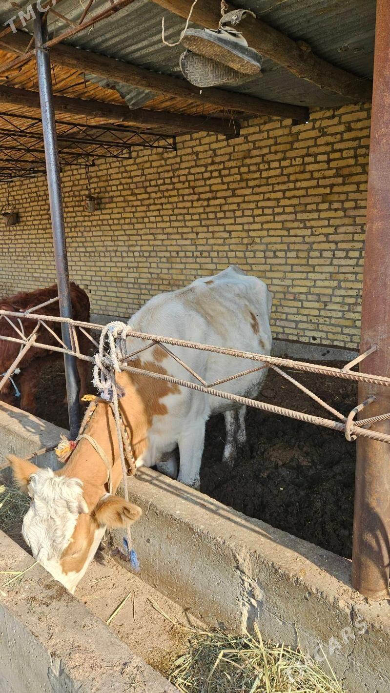 Semental sygyr - Çärjew - img 4